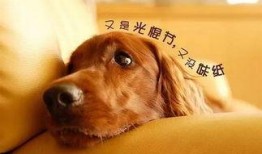 娱乐吃瓜酱狗关窗,吃瓜群众热议“狗关窗”事件